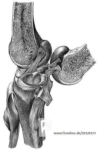Schnitt durch ein menschliches Knie mit Meniskus nach Toldt anatomischer Atlas 1906 Illustration