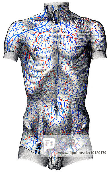 Die Venen im Rumpf  nach Toldt  anatomischer Atlas  1906  Illustration