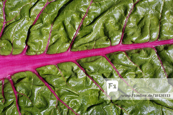 Mangoldblatt (Beta vulgaris subsp. vulgaris)