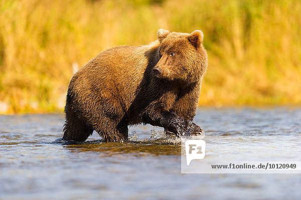 Grizzlybär (Ursus arctos horribilis) im Wasser schaut nach hinten  Katmai  Alaska  USA  Nordamerika