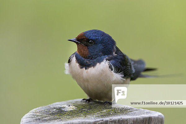 Barn Swallow (Hirundo rustica) perched on wooden post  Hesse  Germany  Europe