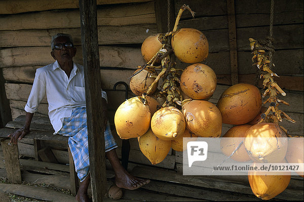 Kokosnüsse  Dambulla  Sri Lanka  Südasien  Asien