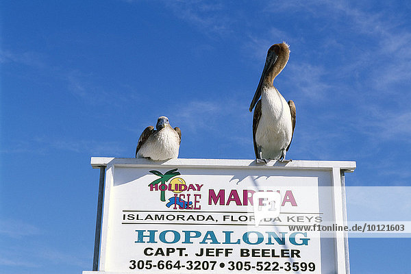 Hafen des Holiday Isle Ressort,  Islamorada Key,  Florida Keys,  Florida,  USA,  Nordamerika