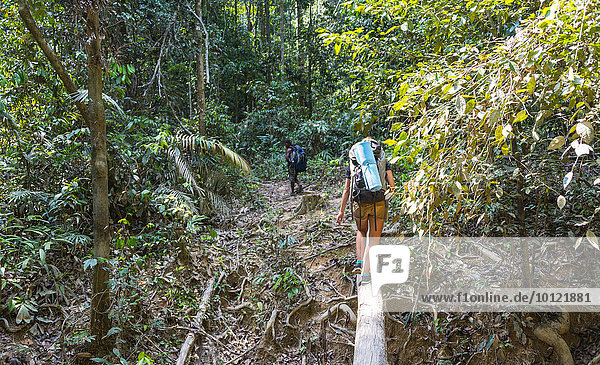 Touristin  Wanderin  junge Frau balanciert über einen Baumstamm im Dschungel  Kuala Tahan  Nationalpark Taman Negara  Malaysia  Asien