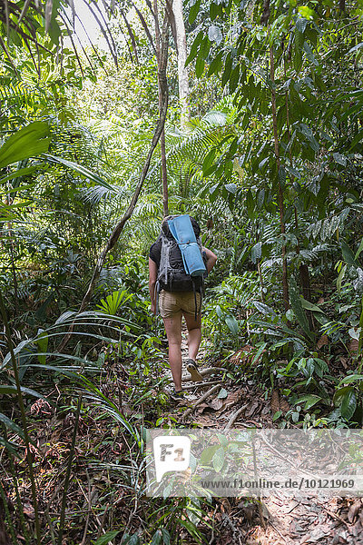Touristin  Wanderin  junge Frau läuft auf einem Trampelpfad im Dschungel  Kuala Tahan  Nationalpark Taman Negara  Malaysia  Asien