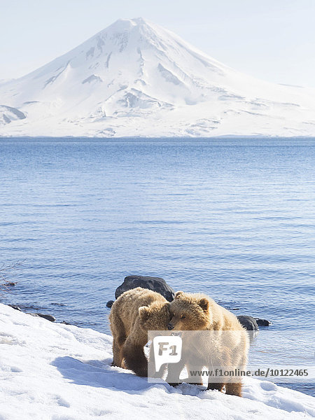 Braunbären (Ursus arctos)  Jungtiere am Ufer  Kamtschatka  Russland  Europa