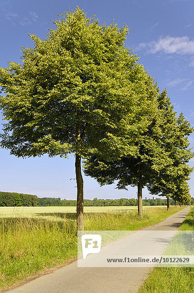 Linde (Tilia sp.)  Lindenbäume neben einen Radweg  Nordrhein-Westfalen  Deutschland  Europa