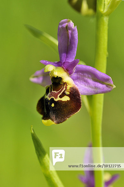 Hummel-Ragwurz (Ophrys holoserica),  Blütenstand,  Baden-Württemberg,  Deutschland,  Europa