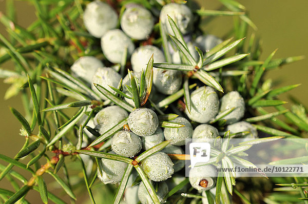 Gemeiner Wacholder (Juniperus communis) mit unreifen beerenförmigen Zapfen  Nordrhein-Westfalen  Deutschland  Europa