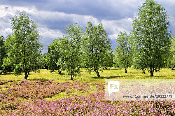 Westruper Heide,  Naturschutzgebiet mit Besenheide (Calluna vulgaris) und Birken (Betula),  Nordrhein-Westfalen,  Deutschland,  Europa
