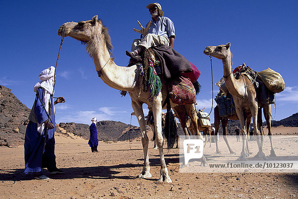 Tourists riding camels guided by Tuareg men on a trek through the Sahara Desert  Libya  North Africa  Africa