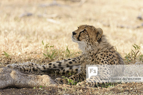 Im Schattenn sitzender junger Gepard (Acinonyx jubatus) Masai Mara Narok County Kenia Afrika