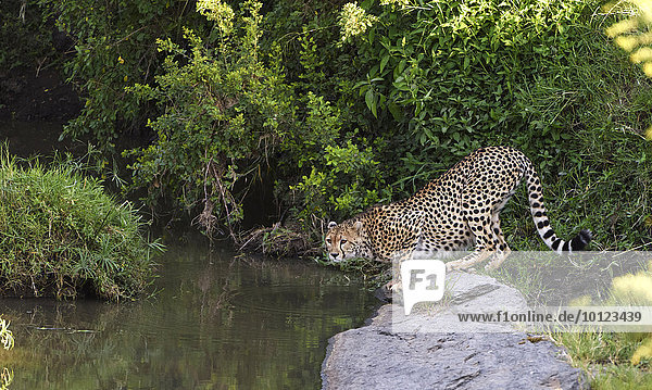 Gepard (Acinonyx jubatus) am Fluss beim Trinken  Masai Mara  Narok County  Kenia  Afrika