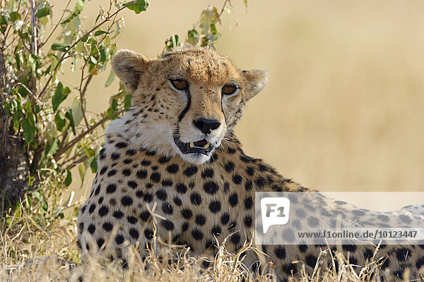 Gepard (Acinonyx jubatus) Porträt  Masai Mara  Narok County  Kenia  Afrika