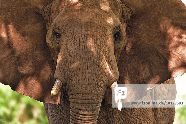 Afrikanischer Elefant (Loxodonta africana)  von roter Erde gefärbt  Tsavo West  Kenia  Afrika
