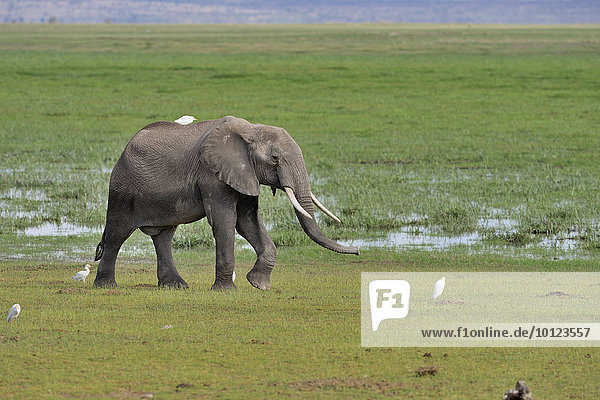 Elefant (Loxodonta africana)  weiblich  durchquert Sumpfgebiet  Amboseli Nationalpark  Kenia  Afrika