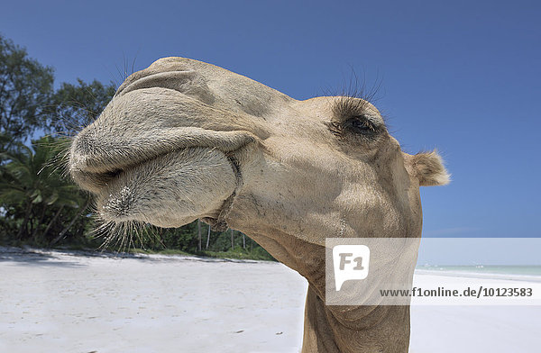 Dromedar (Camelus dromedarius)  Porträt  Diani Beach  Indischer Ozean  Ukunda  Mombasa  Kenia  Afrika