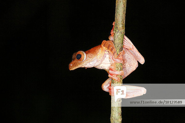 Roter Borneo-Flugfrosch (Rhacophorus pardalis) Nachtaufnahme  Kubah Nationalpark  Sarawak  Borneo  Malaysia  Asien