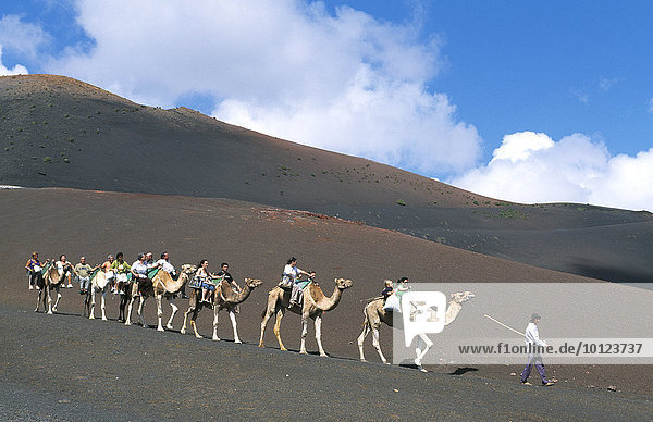 Camel tour at Timanfaya National Park  Lanzarote  Canary Islands  Spain  Europe