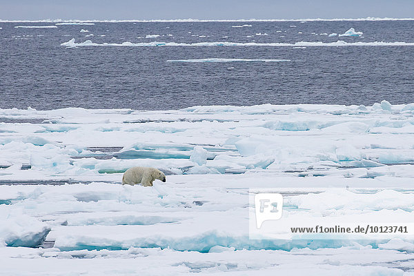 Eisbär (Ursus maritimus) auf Packeis  Spitzbergen  Norwegen  Europa