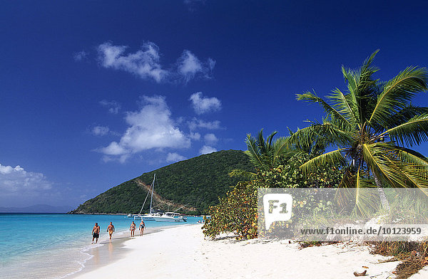 Palm trees on a beach  White Bay  Jost Van Dyke Island  British Virgin Islands  Caribbean  North America