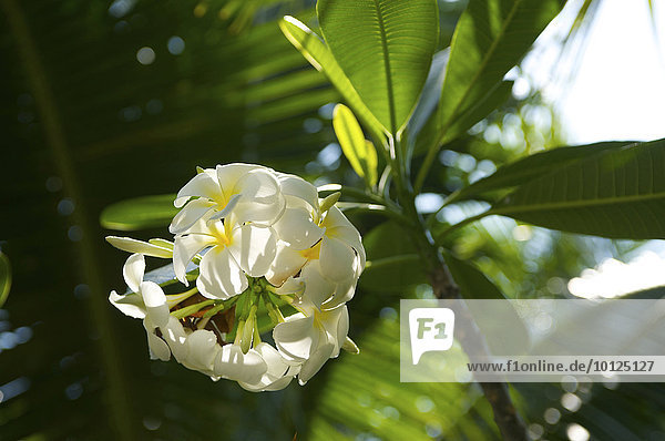 Frangipani-Blüte  Thailand  Asien