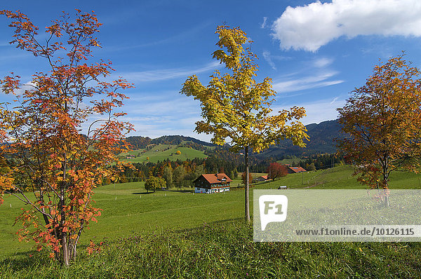 Bauernhof bei Oberstaufen  Allgäu  Bayern  Deutschland  Europa