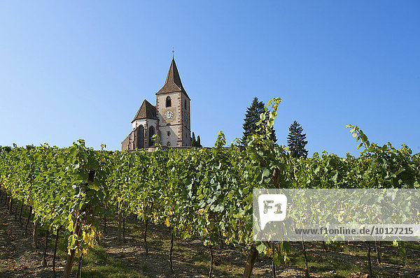 Kirche in den Weinbergen von Hunawihr  Elsass  Frankreich  Europa