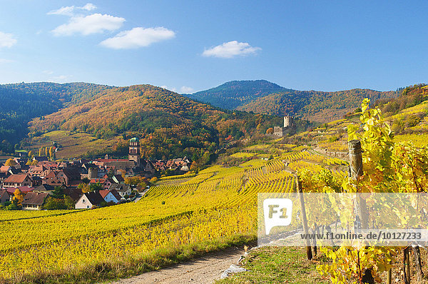 Herbstliche Weinberge von Thann  Elsass  Frankreich  Europa