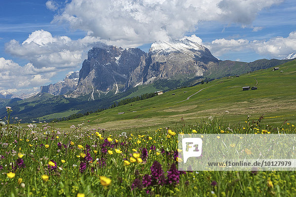 Seiser Alm mit Plattkofel und Langkofel  Dolomiten  Provinz Südtirol  Trentino-Südtirol  Italien  Europa