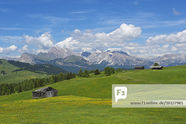 Seiser Alm mit Geislerspitzen und Gherdenacia  Dolomiten  Provinz Südtirol  Trentino-Südtirol  Italien  Europa