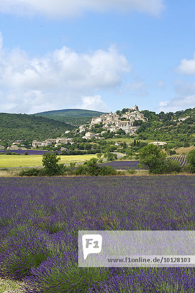 Lavendelfeld mit Dorf  Simiane la Rotonde  Provence  Region Provence-Alpes-Côte d?Azur  Frankreich  Europa