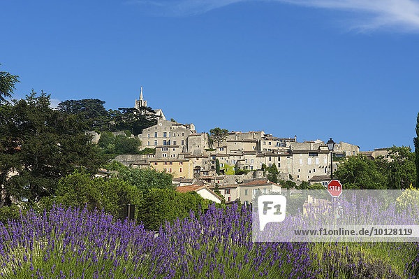 Lavendelfeld mit Dorfansicht  Vaucluse  Provence  Region Provence-Alpes-Côte d?Azur  Frankreich  Europa