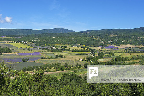Landschaft mit Lavendelfeldern  Sault  Provence  Region Provence-Alpes-Côte d?Azur  Frankreich  Europa