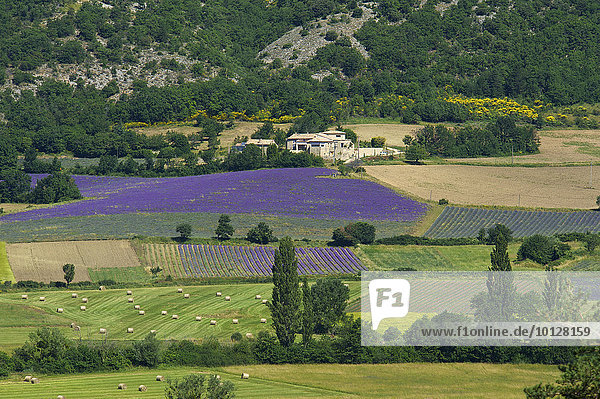 Landschaft mit Lavendelfeldern  Sault  Provence  Region Provence-Alpes-Côte d?Azur  Frankreich  Europa