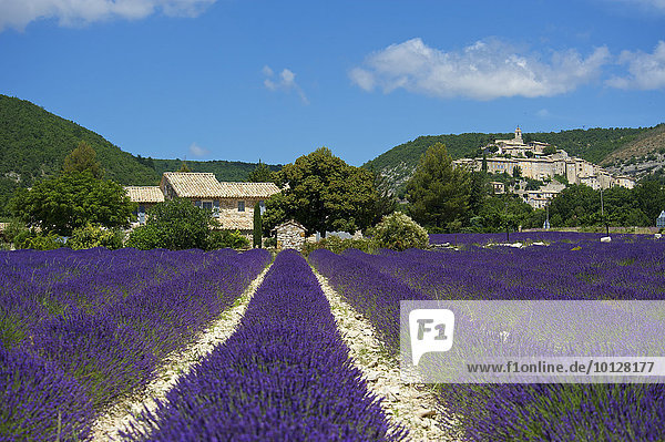 Lavendelfeld und Ortsansicht  Banon  Provence  Region Provence-Alpes-Côte d?Azur  Frankreich  Europa