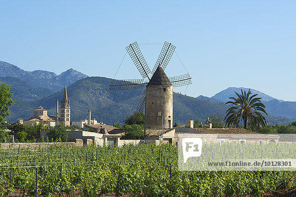 Weinberge und Windmühle vor der Serra de Tramuntana  Binissalem  Mallorca  Balearen  Spanien  Europa