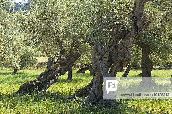 Alte Olivenbäume (Olea europaea)  Mallorca  Balearen  Spanien  Europa