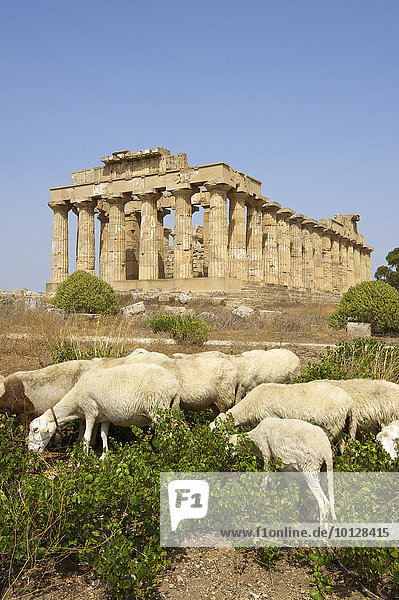 Grasende Schafe vor Tempel E  Tempel der Hera  Selinunt  Trabant  Sizilien  Italien  Europa