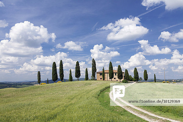 Landhaus mit Zypressen  Pienza  Val d'Orcia  Orcia Tal  Toskana  Provinz Siena  Italien  Europa