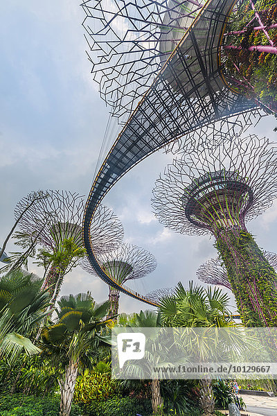 Supertrees  Brücke zwischen den Riesenbäumen  Supertree Grove  Gardens by the Bay  Singapur  Asien