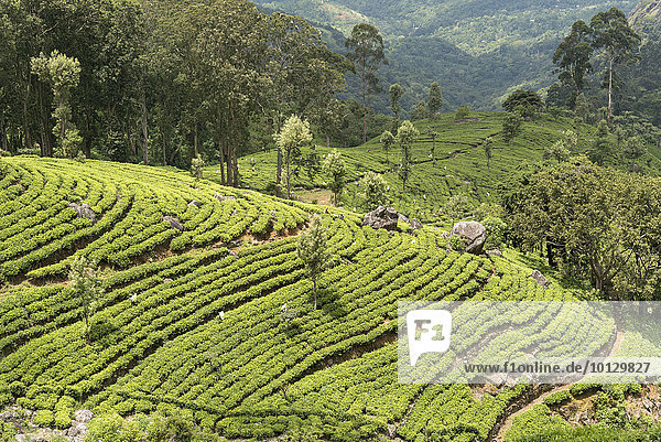 Dambatenne Teeplantage  Landschaft  Sri Lanka  Asien