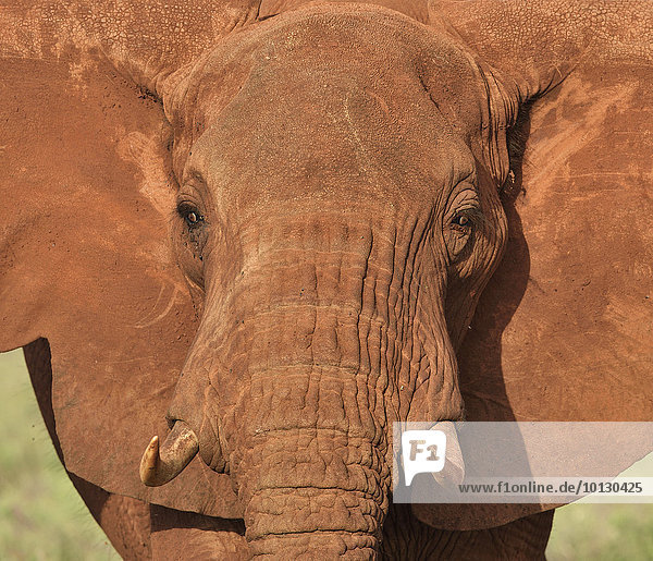 Vom Staub rotgefärbter afrikanischer Elefant (loxodonta africana)  Portrait  Amboseli Nationalpark  Kenia  Afrika