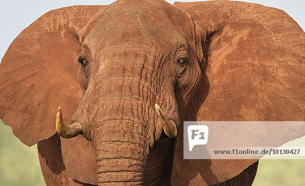 Vom Staub rotgefärbter afrikanischer Elefant (loxodonta africana)  Portrait  Amboseli Nationalpark  Kenia  Afrika