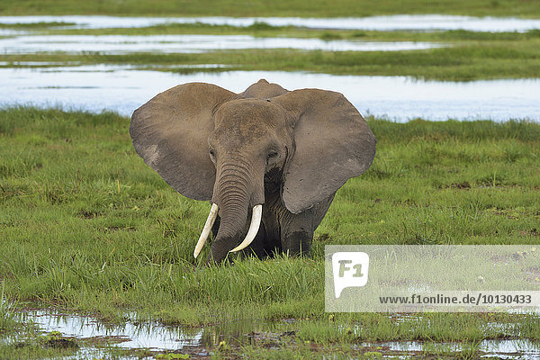 Afrikanischer Elefant (loxodonta africana) mit aufgestellten Ohren steht im Sumpf  Amboseli Nationalpark  Kenia  Afrika