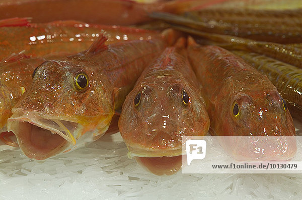 Knurrhähne  Fischmarkt  Hérault  Frankreich  Europa