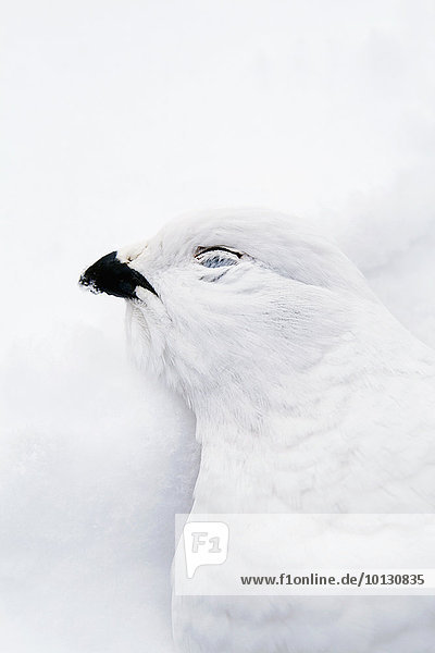 weiß Close-up Vogel Schnee