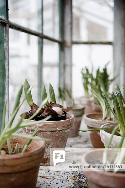 Bulb plants in pots
