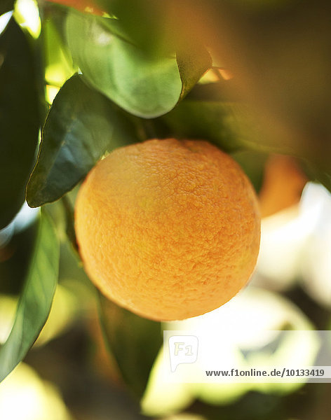 Close-up Mandarine
