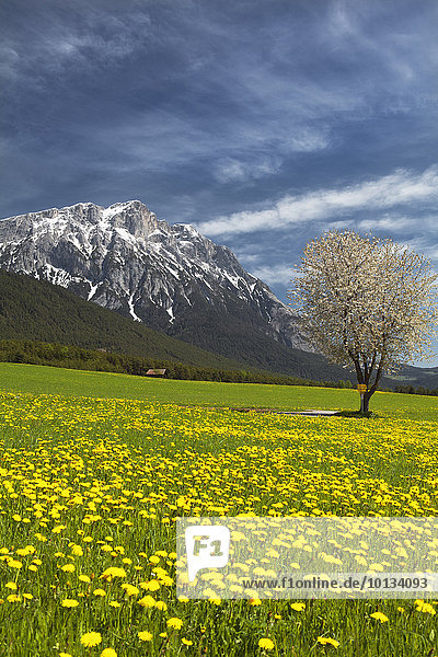 Hohe Munde  Mieminger Gebirge  Tirol  Österreich  Europa